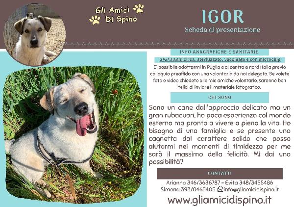 Igor